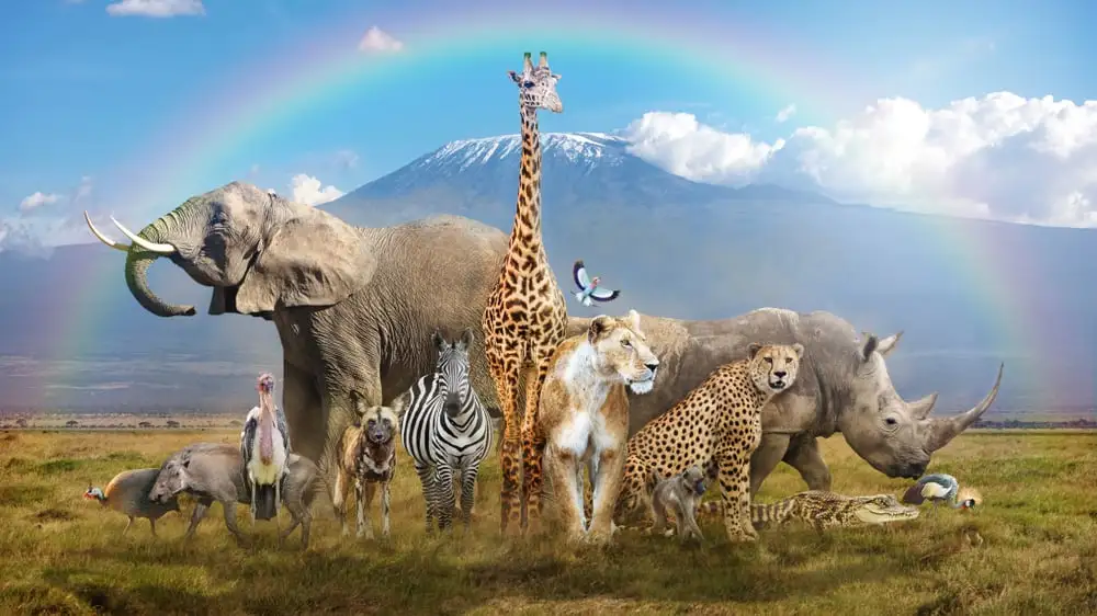 image of various animals