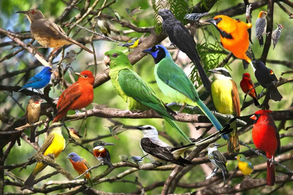 image of various birds
