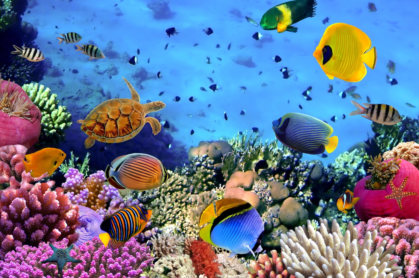 image of various fishes