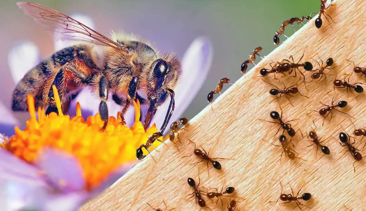 image of various insects